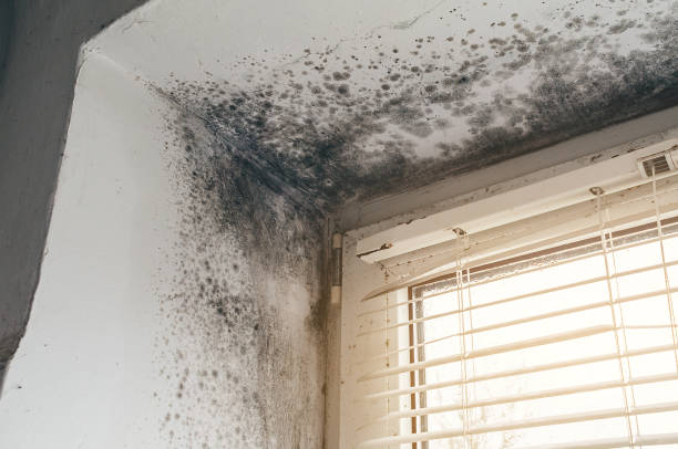 Mold Removal service in Greensboro
