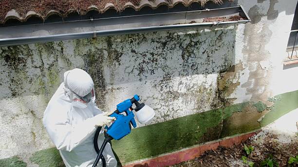 Mold Remediation service in Greensboro, Greensboro, GA